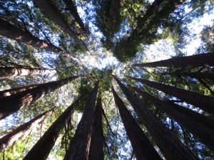 Redwood Cathedral 